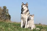 ALASKAN MALAMUTE 142